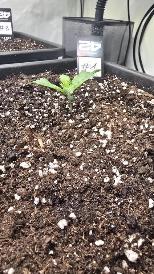 Gorilla Cookies Auto phenohunt #1. Week 1