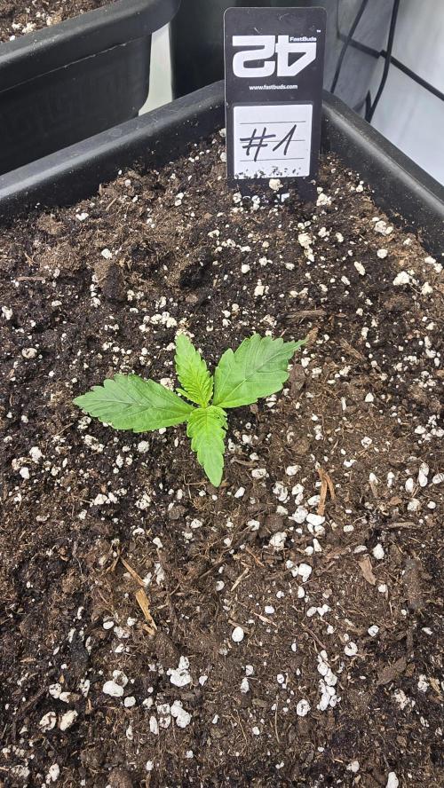 Gorilla Cookies Auto phenohunt #1. Week 1