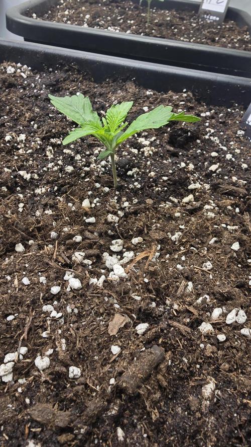 Gorilla Cookies Auto phenohunt #1. Week 1