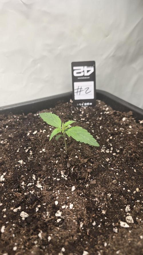 Gorilla Cookies Auto phenohunt #2. Week 1
