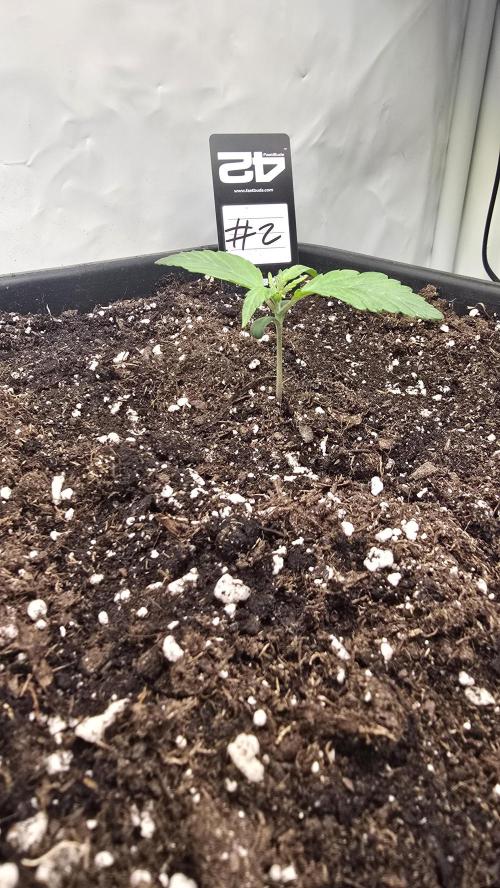 Gorilla Cookies Auto phenohunt #2. Week 1