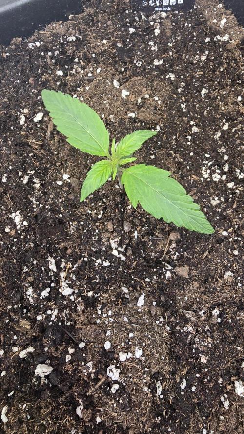 Gorilla Cookies Auto phenohunt #2. Week 1