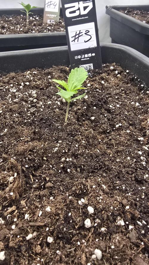 Gorilla Cookies Auto phenohunt #3. Week 1