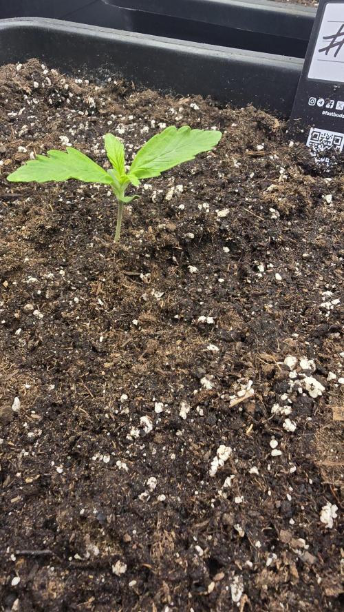 Gorilla Cookies Auto phenohunt #3. Week 1