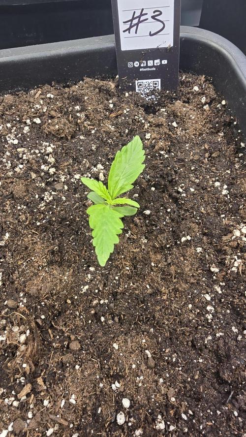 Gorilla Cookies Auto phenohunt #3. Week 1