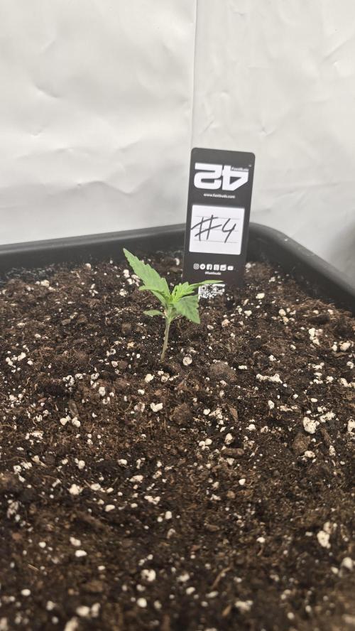 Gorilla Cookies Auto phenohunt #4. Week 1