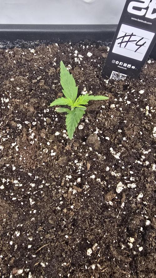 Gorilla Cookies Auto phenohunt #4. Week 1