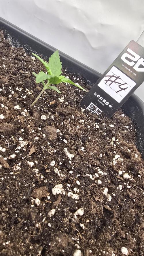 Gorilla Cookies Auto phenohunt #4. Week 1