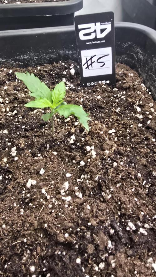 Gorilla Cookies Auto phenohunt #5. Week 1