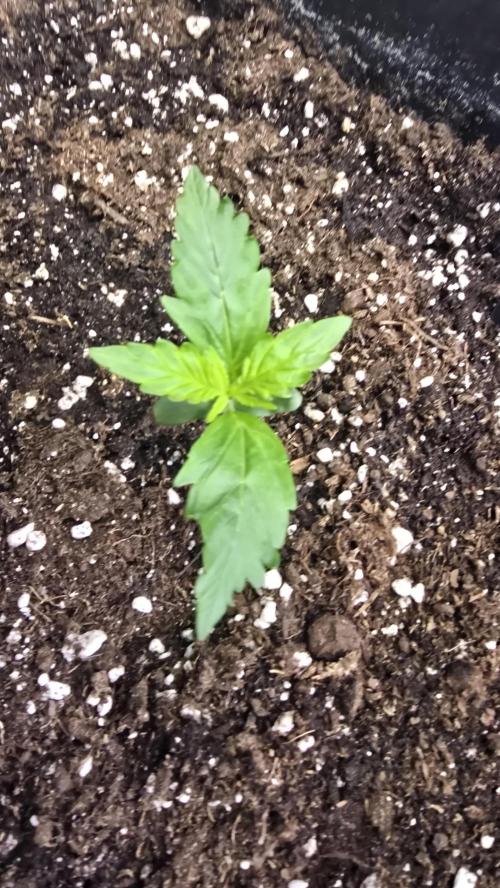 Gorilla Cookies Auto phenohunt #5. Week 1