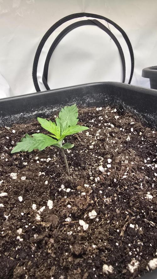 Gorilla Cookies Auto phenohunt #5. Week 1