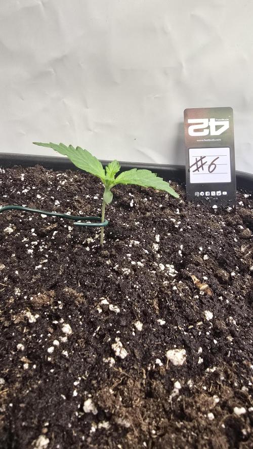 Gorilla Cookies Auto phenohunt #6. Week 1