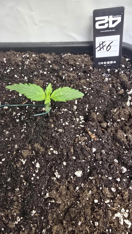 Gorilla Cookies Auto phenohunt #6. Week 1