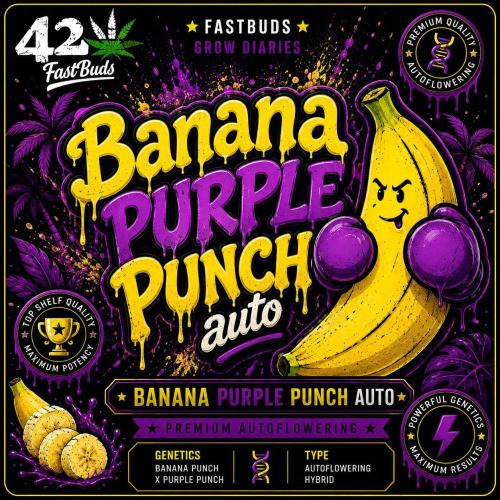 Banana Purple Punch Auto. Week 8