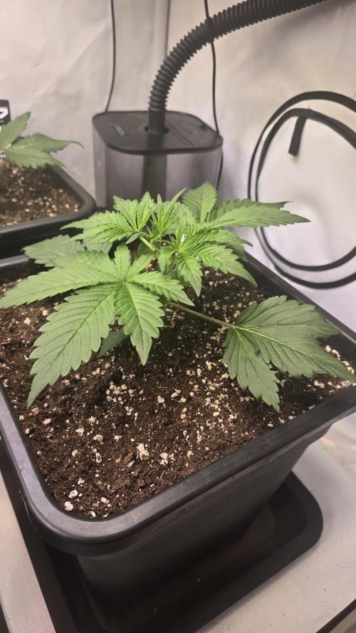 Gorilla Cookies Auto phenohunt #1. Week 2