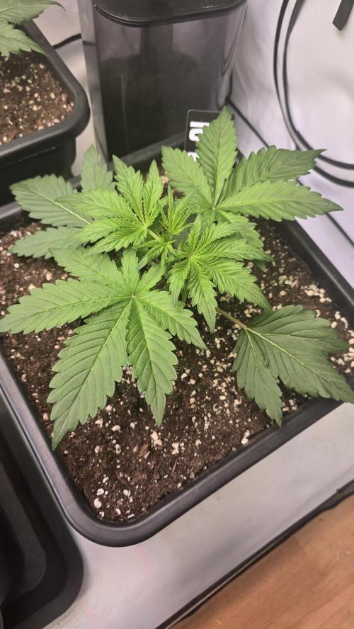 Gorilla Cookies Auto phenohunt #1. Week 2