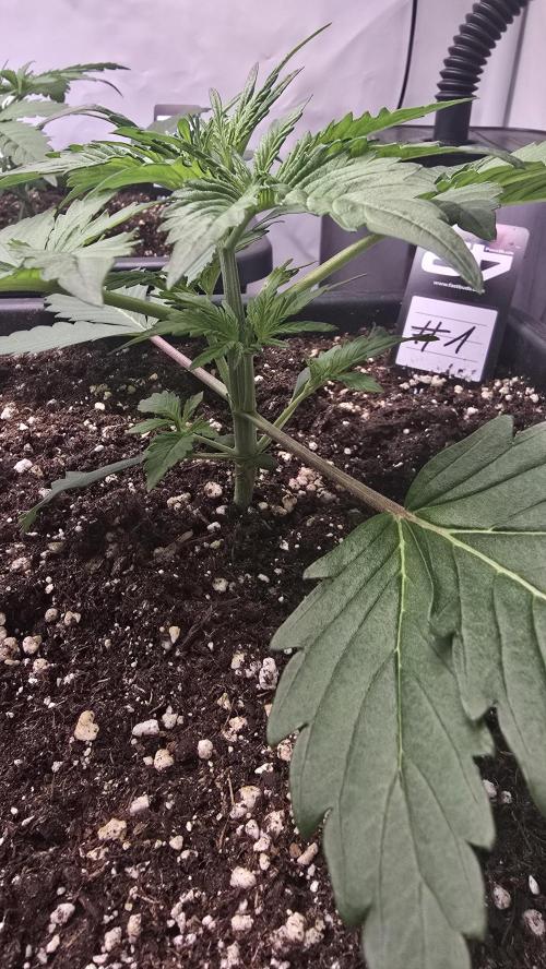 Gorilla Cookies Auto phenohunt #1. Week 2