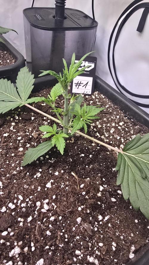 Gorilla Cookies Auto phenohunt #1. Week 2
