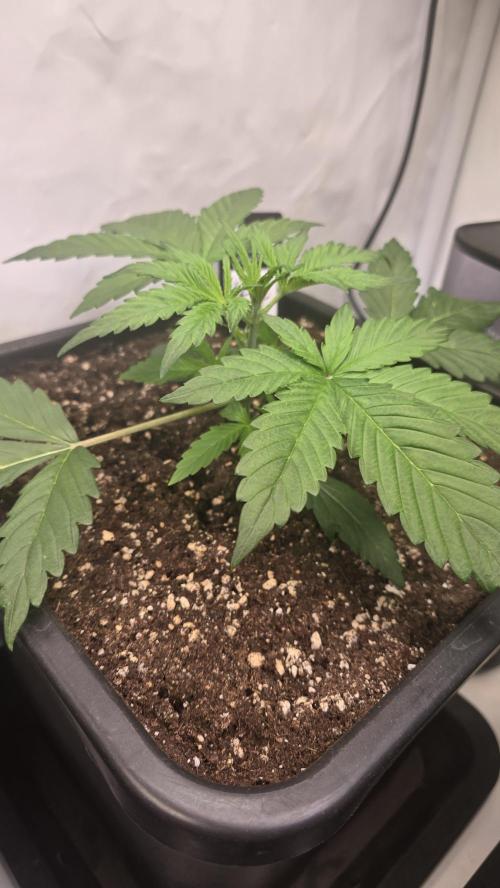 Gorilla Cookies Auto phenohunt #2. Week 2