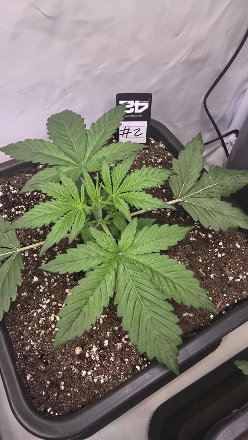 Gorilla Cookies Auto phenohunt #2. Week 2
