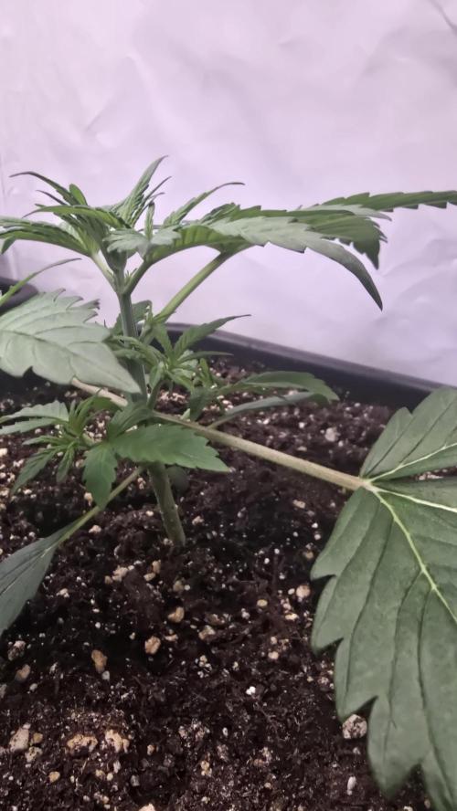 Gorilla Cookies Auto phenohunt #2. Week 2