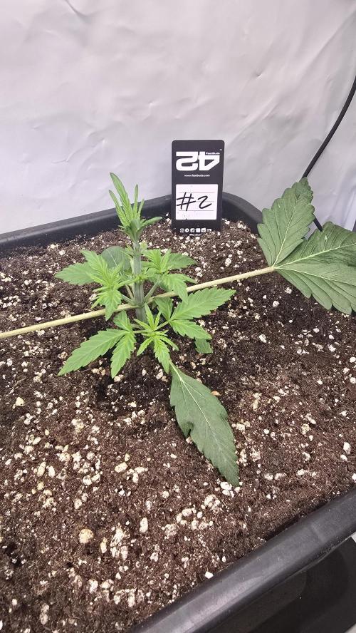 Gorilla Cookies Auto phenohunt #2. Week 2