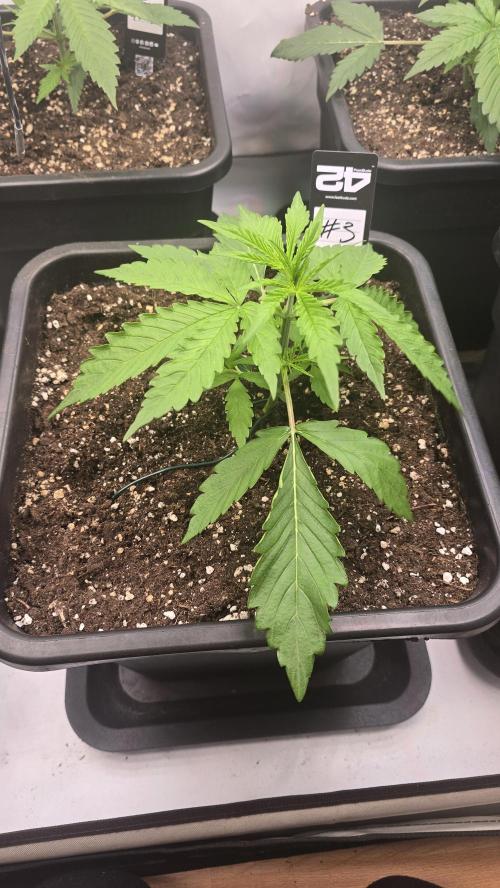 Gorilla Cookies Auto phenohunt #3. Week 2