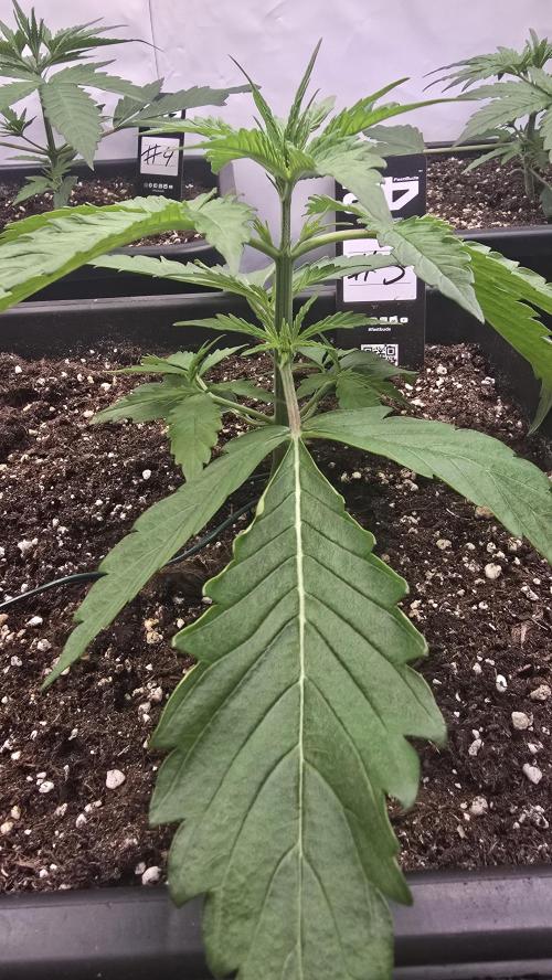 Gorilla Cookies Auto phenohunt #3. Week 2