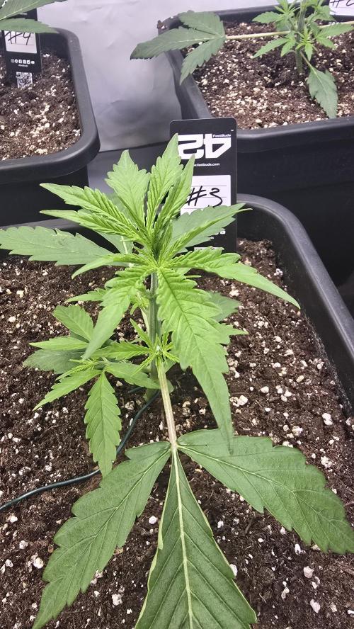 Gorilla Cookies Auto phenohunt #3. Week 2