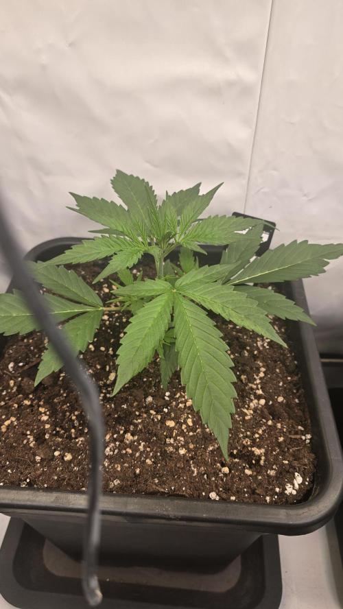 Gorilla Cookies Auto phenohunt #4. Week 2