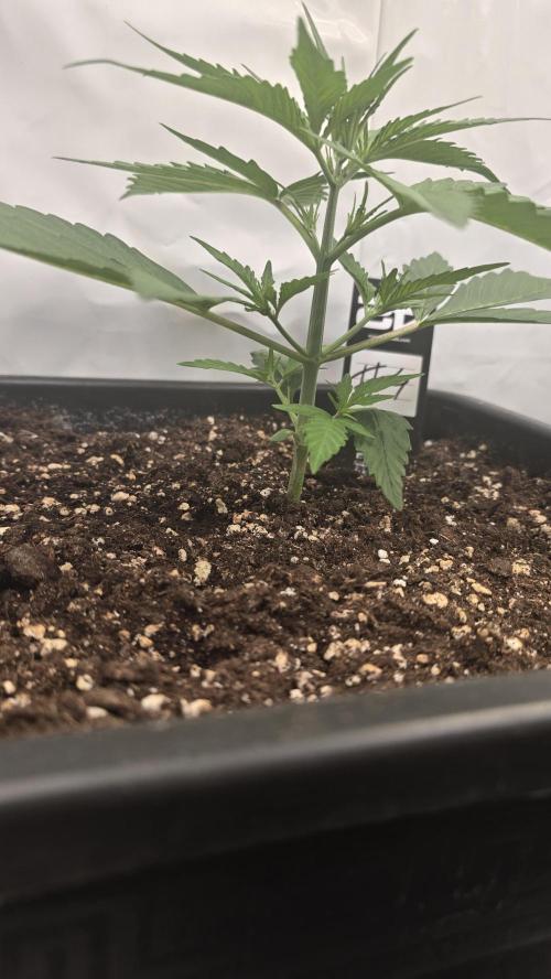 Gorilla Cookies Auto phenohunt #4. Week 2
