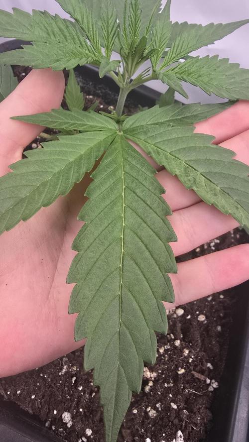 Gorilla Cookies Auto phenohunt #4. Week 2