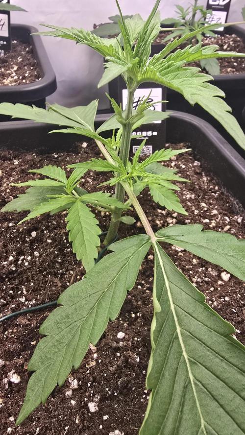 Gorilla Cookies Auto phenohunt #4. Week 2