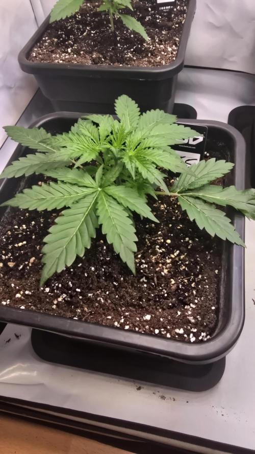 Gorilla Cookies Auto phenohunt #5. Week 2