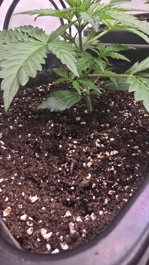 Gorilla Cookies Auto phenohunt #5. Week 2