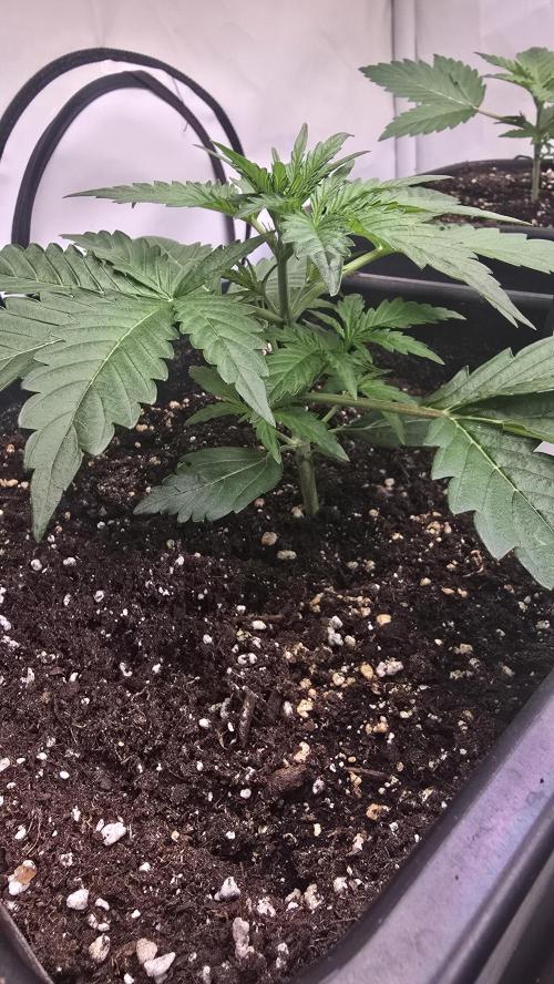 Gorilla Cookies Auto phenohunt #5. Week 2