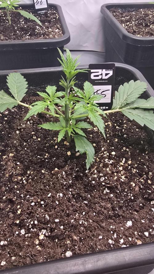 Gorilla Cookies Auto phenohunt #5. Week 2