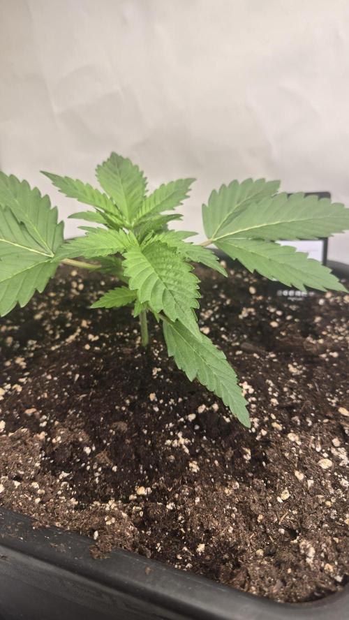 Gorilla Cookies Auto phenohunt #6. Week 2