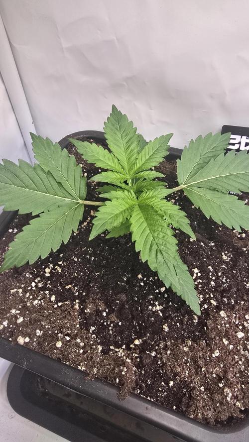 Gorilla Cookies Auto phenohunt #6. Week 2