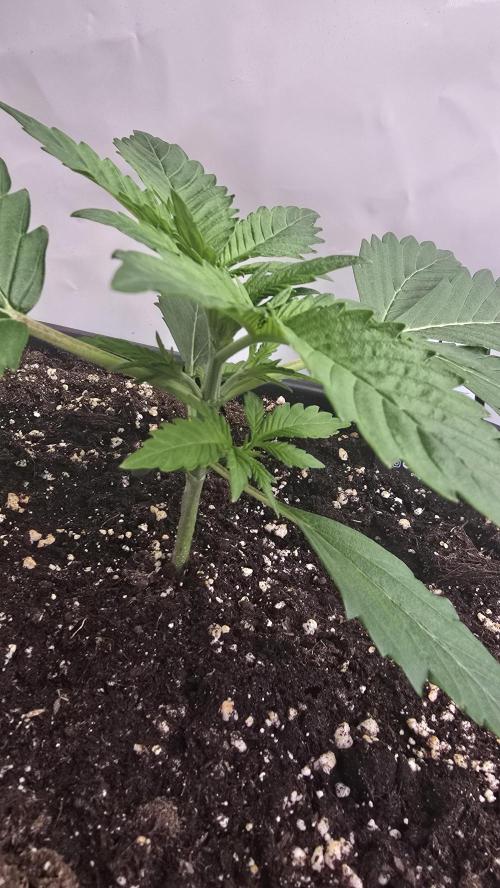 Gorilla Cookies Auto phenohunt #6. Week 2