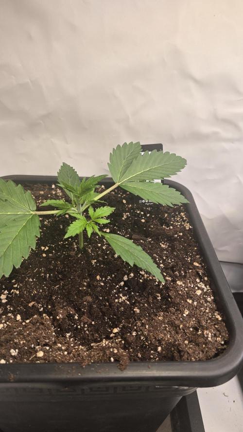 Gorilla Cookies Auto phenohunt #6. Week 2