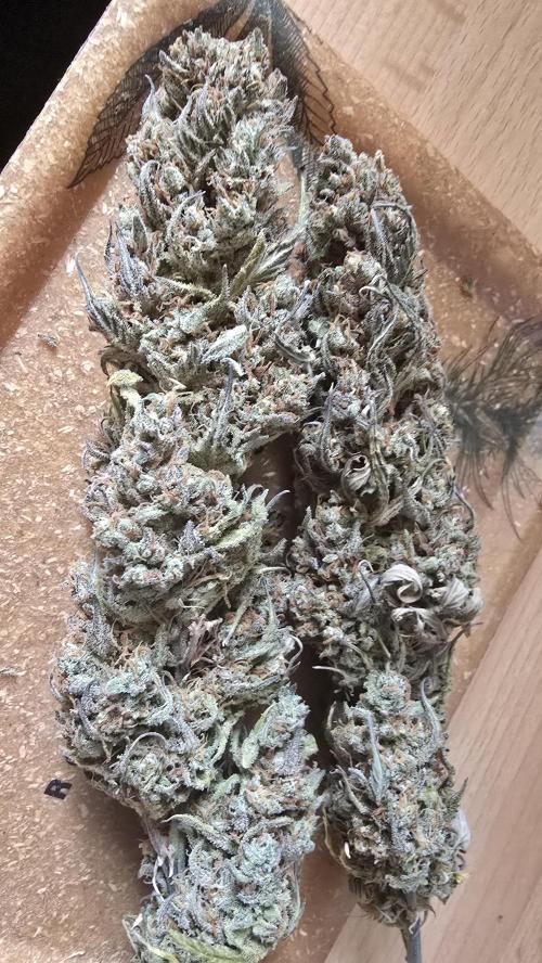 Pound Cake Auto. Week 14