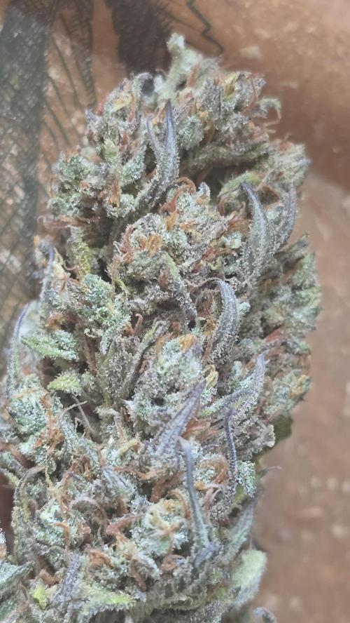 Pound Cake Auto. Week 14