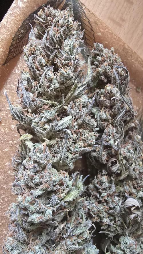 Pound Cake Auto. Week 14