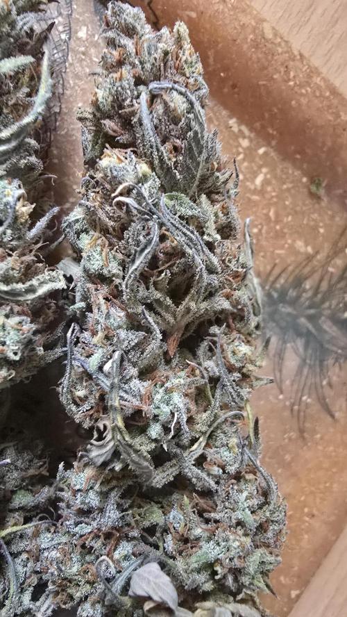 Pound Cake Auto. Week 14