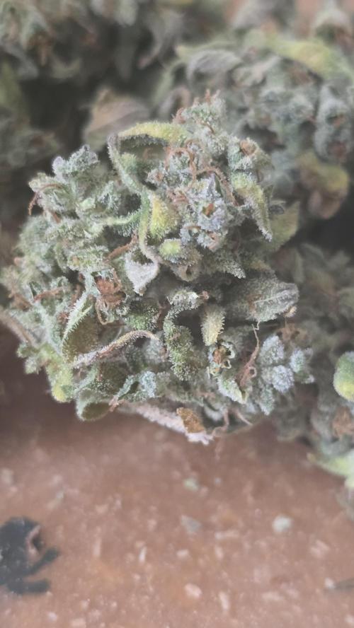 Lemon Cherry Gelato Auto. Week 12