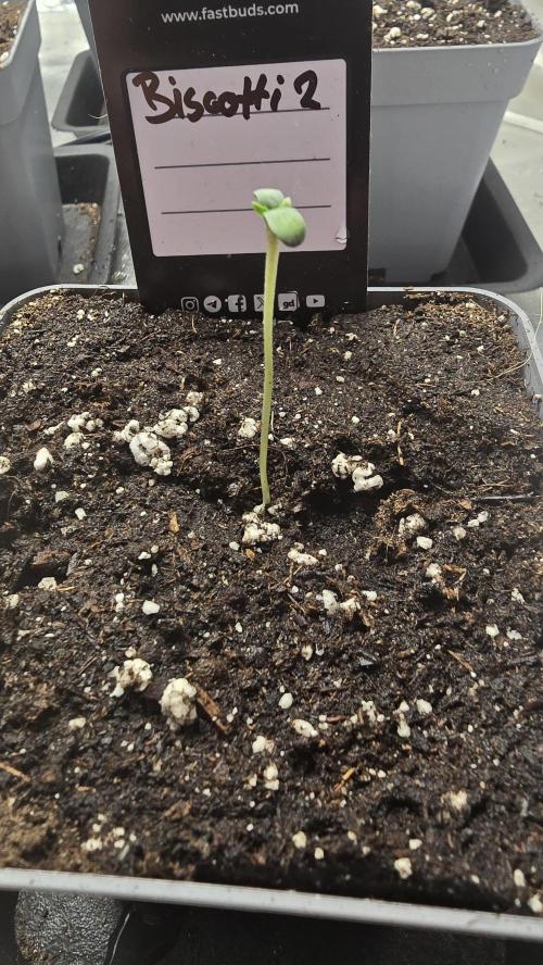 Biscotti Gelato phenohunt. Week 0