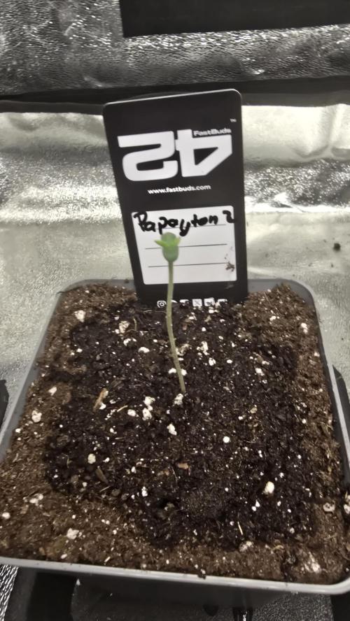 Papayton phenohunt. Week 0