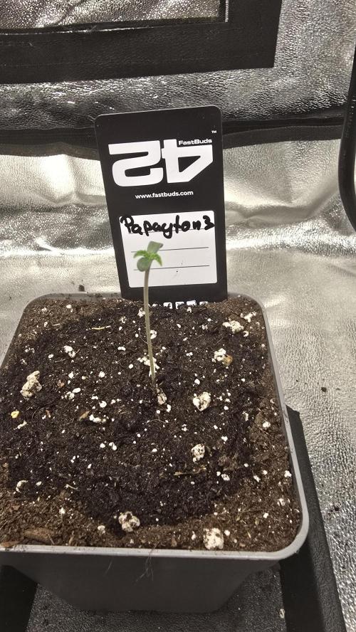 Papayton phenohunt. Week 0