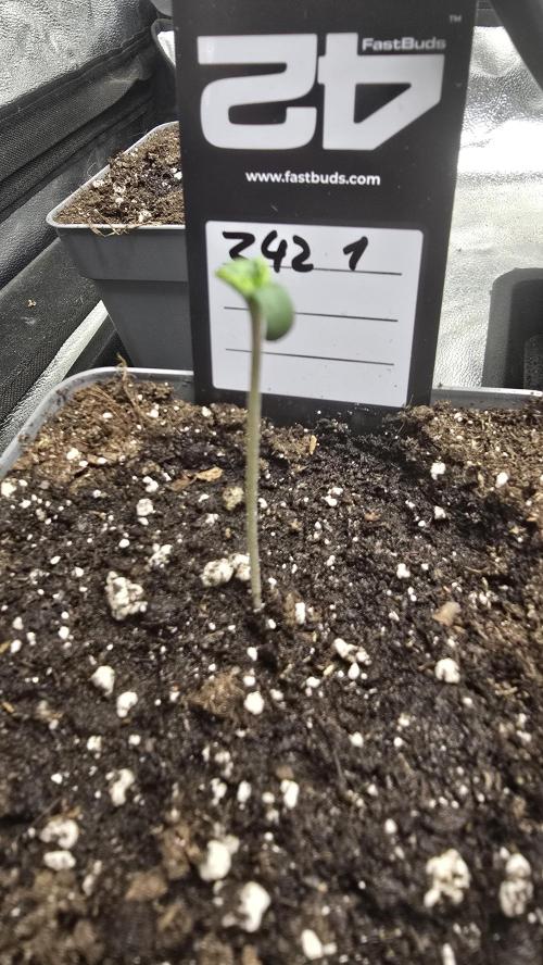 Z42 phenohunt. Week 0